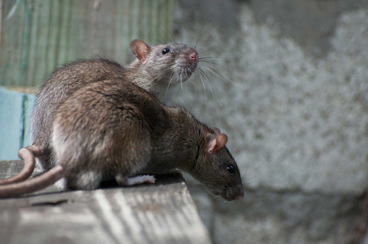rats