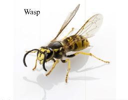 pest control